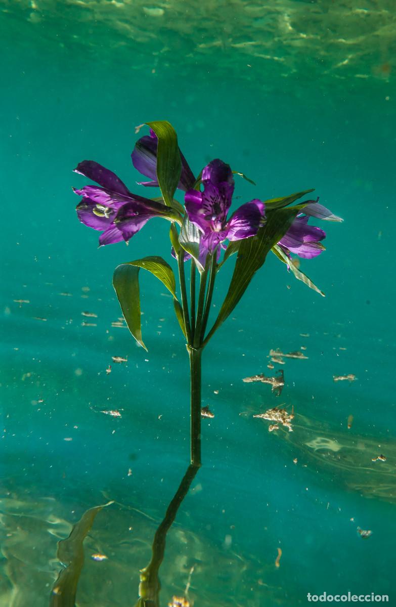 Otros objetos de arte: Foto fine art &rdquo;Underwater #110&rdquo; - Foto 1