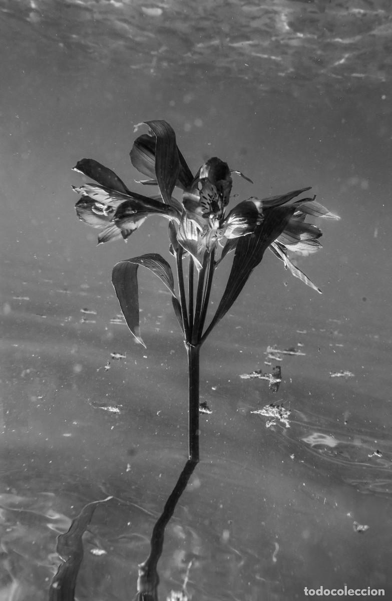 Otros objetos de arte: Foto fine art &rdquo;Underwater #110 B&W&rdquo; - Foto 1