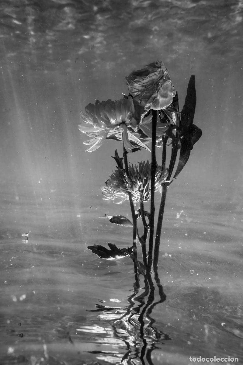 Otros objetos de arte: Foto fine art &rdquo;Underwater #137 B&W - Foto 1