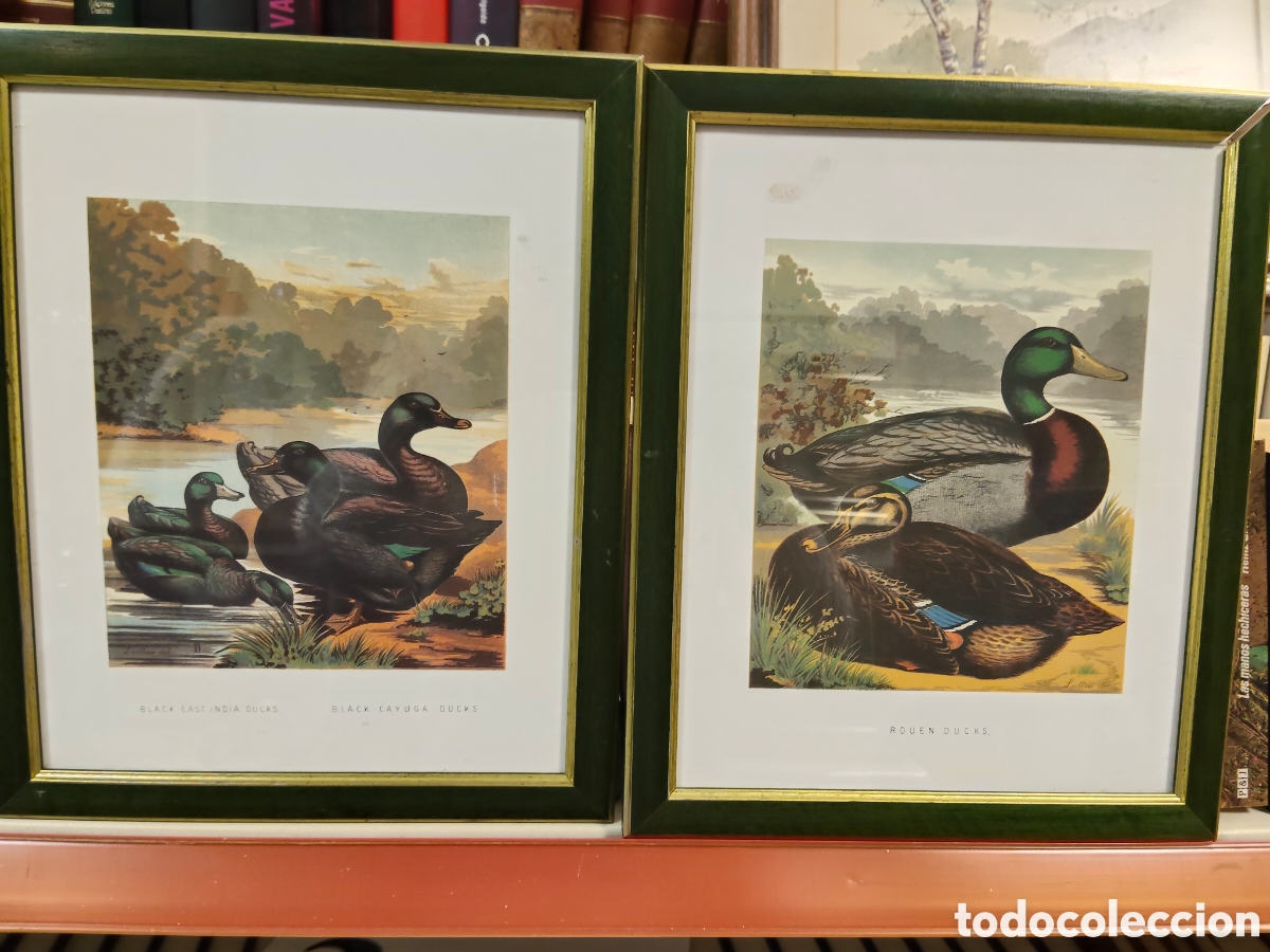 Otros objetos de arte: Lote de dos cuadros laminas inglesas - Foto 1