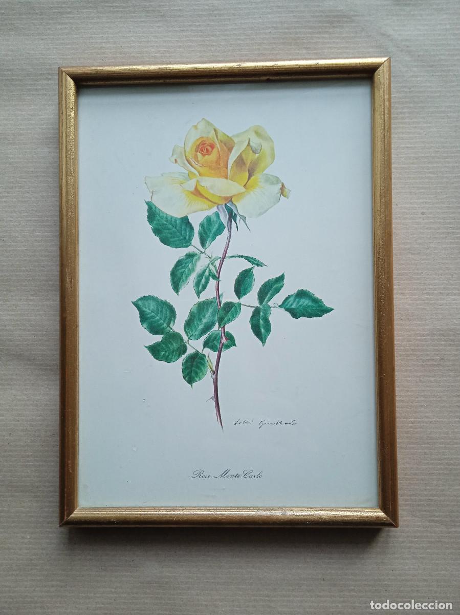 Otros objetos de arte: Cuadro que representa &rdquo;Rosa de Montecarlo&rdquo; - Foto 1