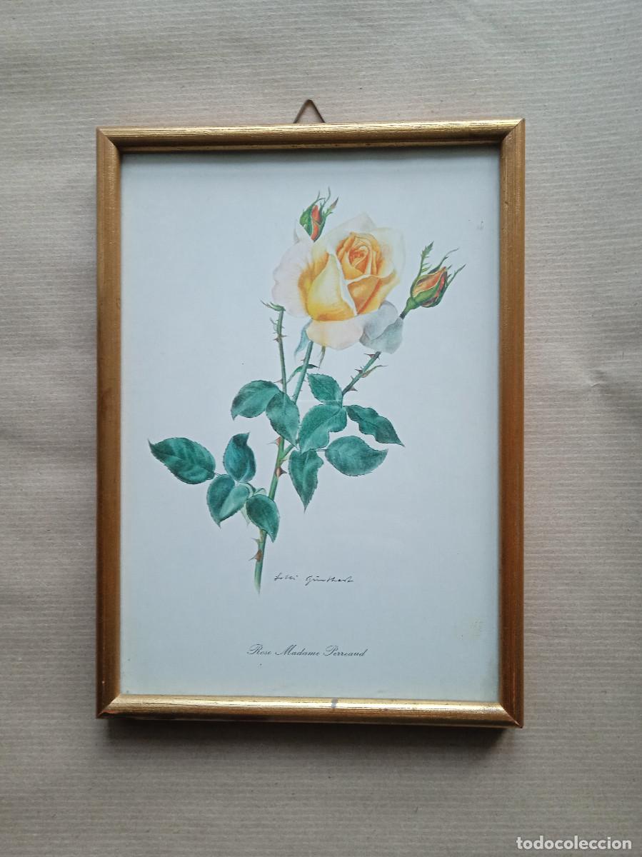 Otros objetos de arte: Cuadro que representa &rdquo;Rosa Madame Perreaud&rdquo; - Foto 1