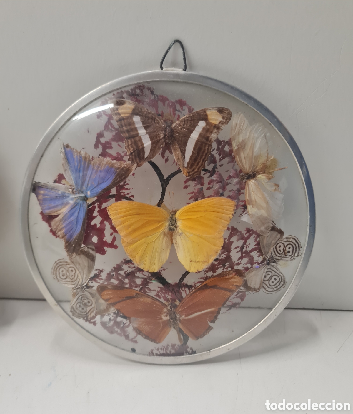 Otros objetos de arte: Cuadro redondo mariposas - Foto 2
