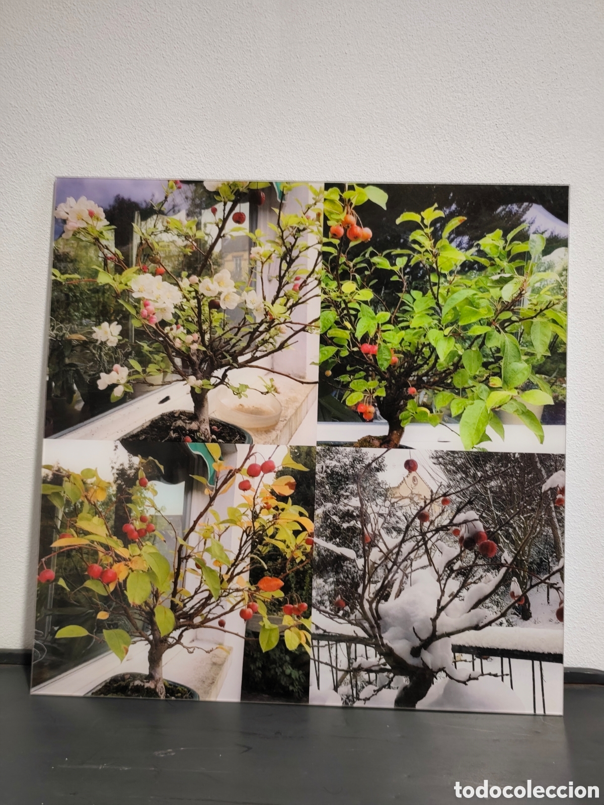 Otros objetos de arte: Cuando Apple tree bonzai though the reason - Foto 1