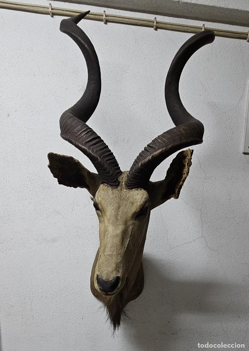 Otros objetos de arte: Trof&eacute;u de Olongo &ndash; Presen&ccedil;a Forte e Ex&oacute;tica - Foto 1
