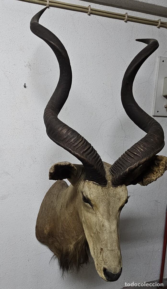 Otros objetos de arte: Trof&eacute;u de Olongo &ndash; Presen&ccedil;a Forte e Ex&oacute;tica - Foto 2