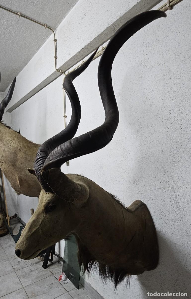 Otros objetos de arte: Trof&eacute;u de Olongo &ndash; Presen&ccedil;a Forte e Ex&oacute;tica - Foto 3