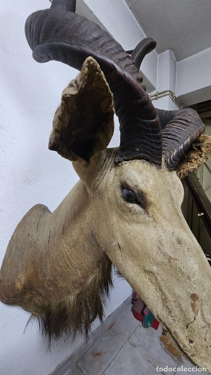 Otros objetos de arte: Trof&eacute;u de Olongo &ndash; Presen&ccedil;a Forte e Ex&oacute;tica - Foto 4