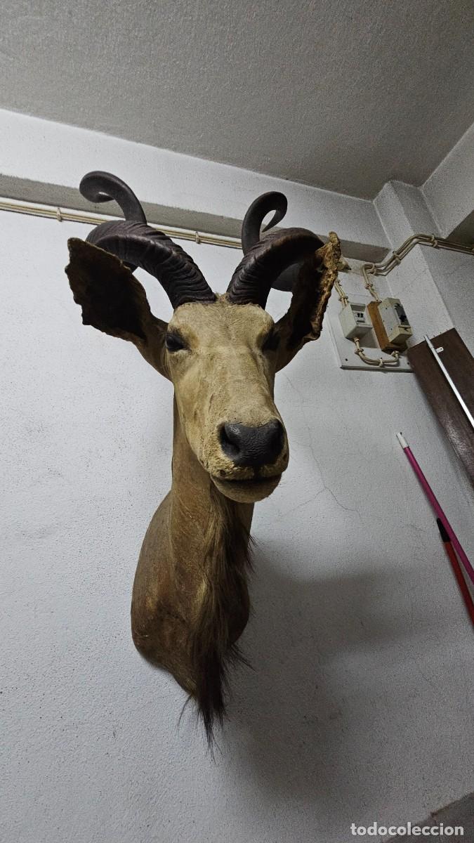 Otros objetos de arte: Trof&eacute;u de Olongo &ndash; Presen&ccedil;a Forte e Ex&oacute;tica - Foto 5