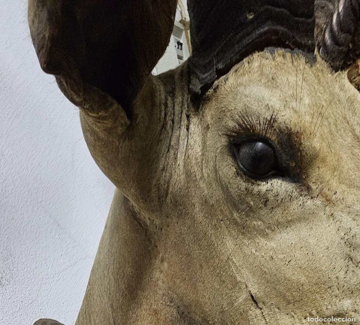 Otros objetos de arte: Trof&eacute;u de Olongo &ndash; Presen&ccedil;a Forte e Ex&oacute;tica - Foto 6