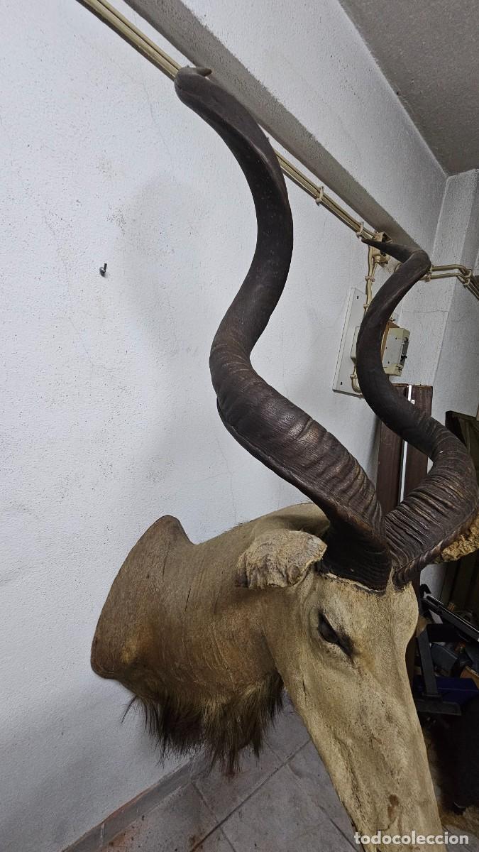 Otros objetos de arte: Trof&eacute;u de Olongo &ndash; Presen&ccedil;a Forte e Ex&oacute;tica - Foto 7