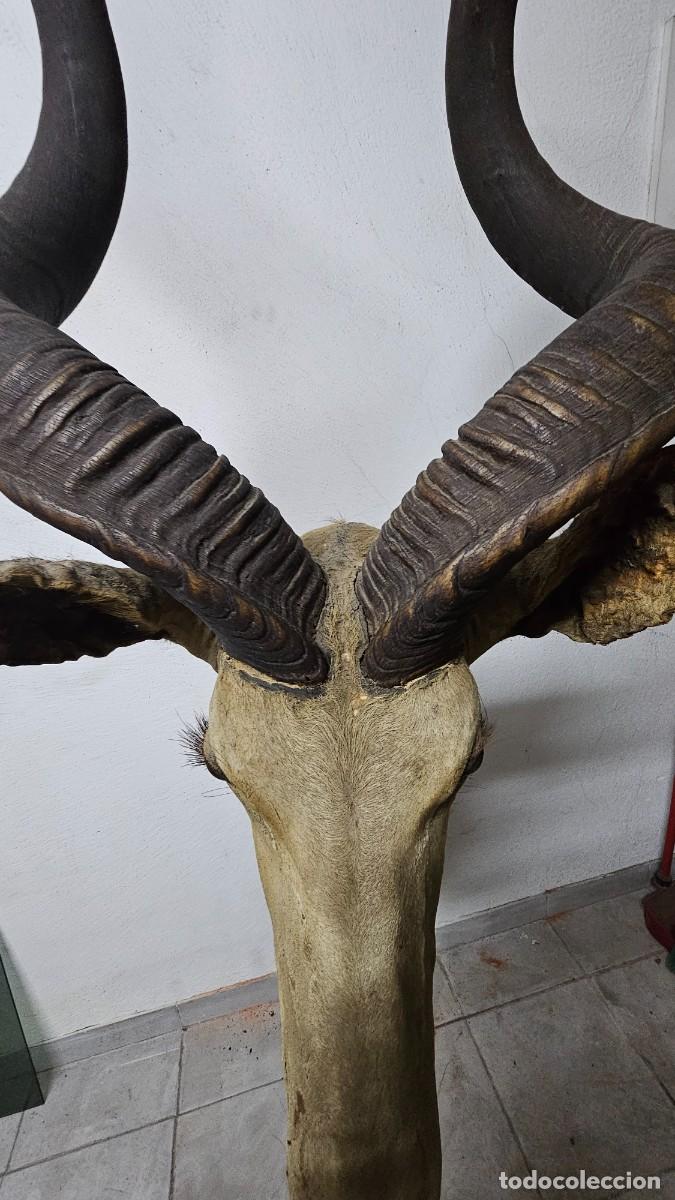 Otros objetos de arte: Trof&eacute;u de Olongo &ndash; Presen&ccedil;a Forte e Ex&oacute;tica - Foto 8