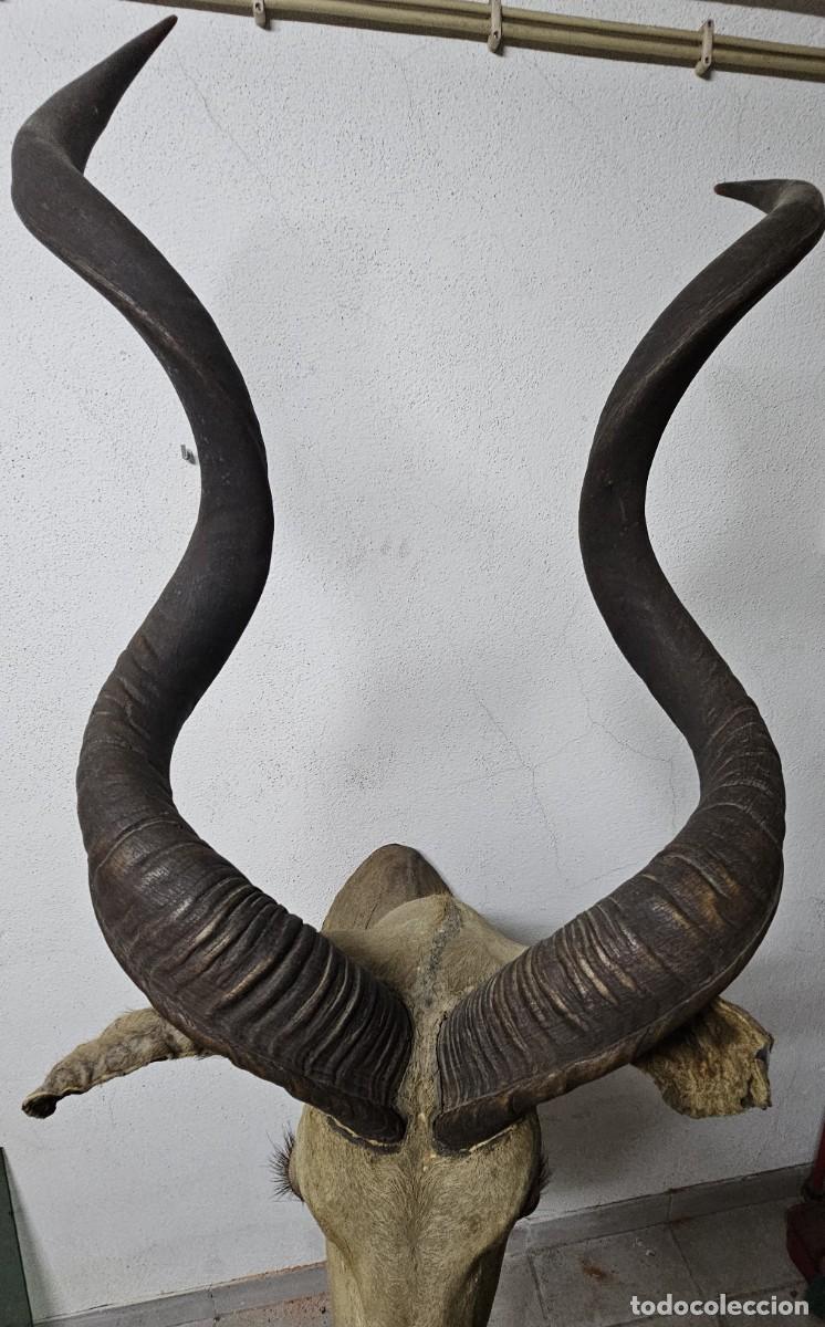 Otros objetos de arte: Trof&eacute;u de Olongo &ndash; Presen&ccedil;a Forte e Ex&oacute;tica - Foto 9