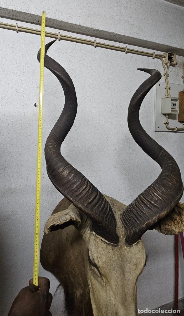 Otros objetos de arte: Trof&eacute;u de Olongo &ndash; Presen&ccedil;a Forte e Ex&oacute;tica - Foto 10