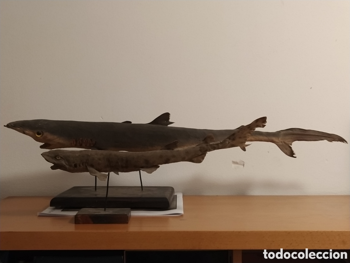 Otros objetos de arte: 2 tiburones Taxidermia - Foto 2