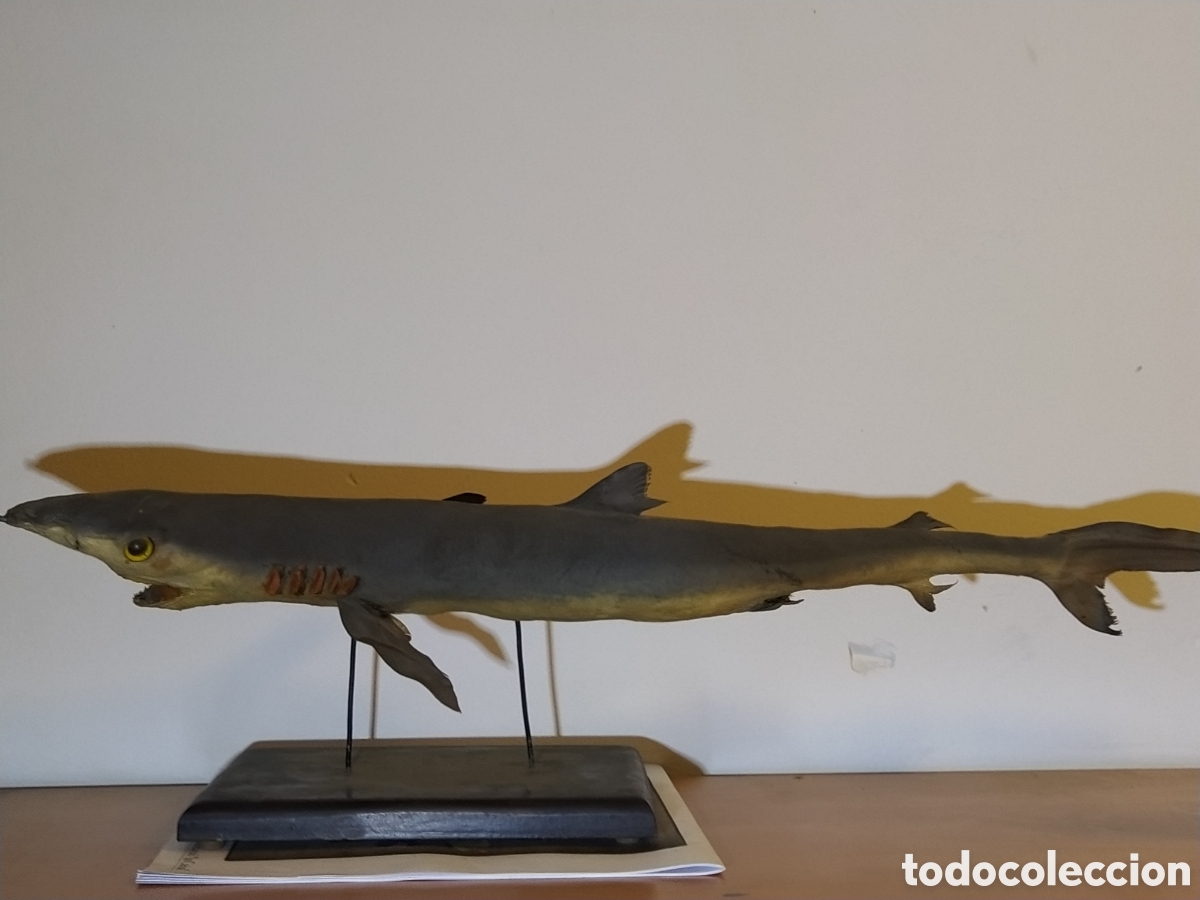 Otros objetos de arte: 2 tiburones Taxidermia - Foto 3