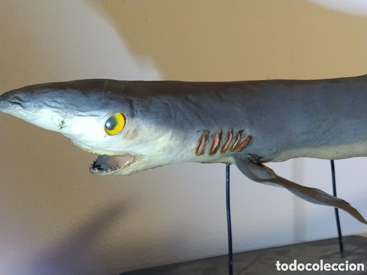 Otros objetos de arte: 2 tiburones Taxidermia - Foto 4