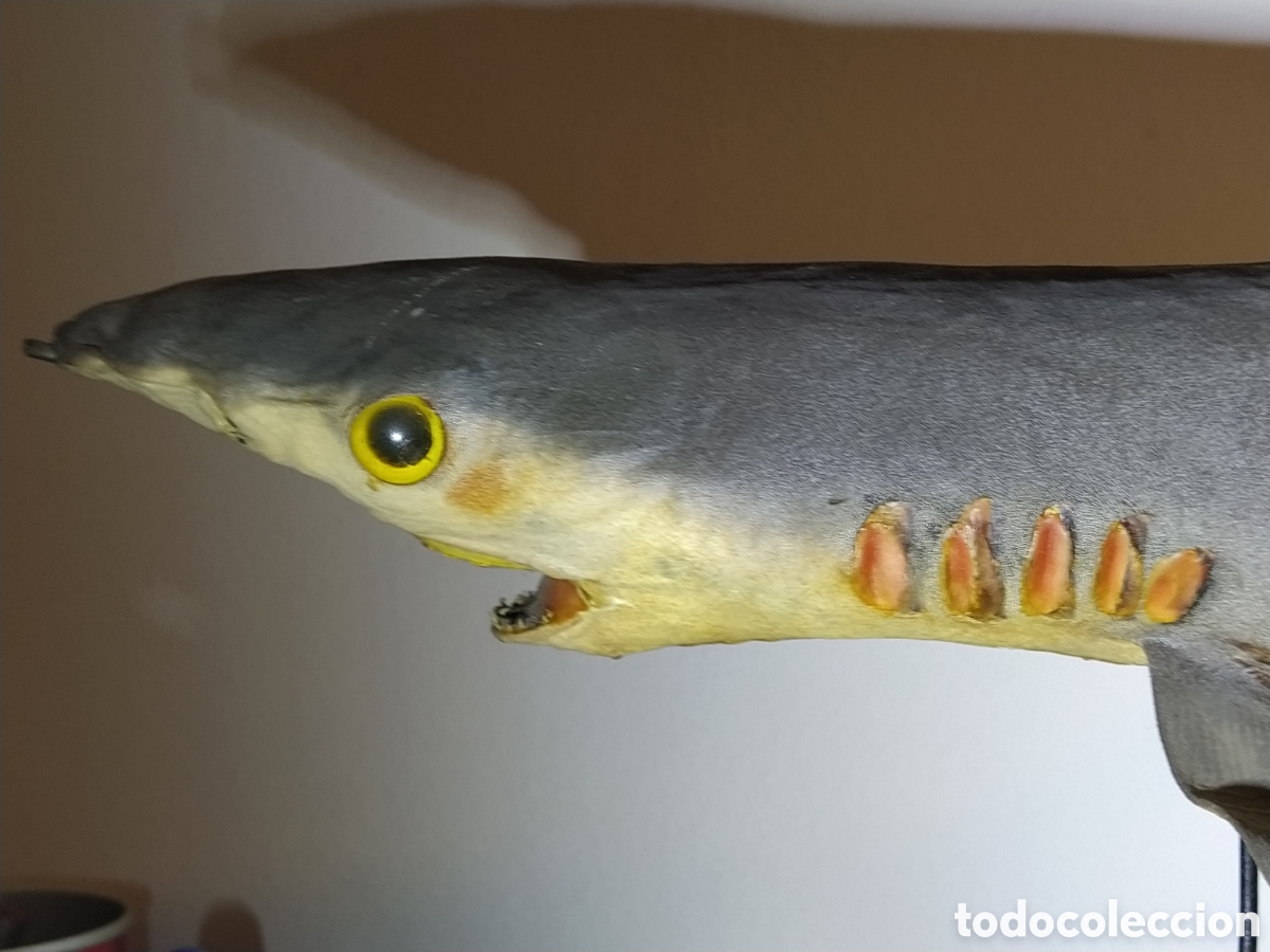 Otros objetos de arte: 2 tiburones Taxidermia - Foto 5