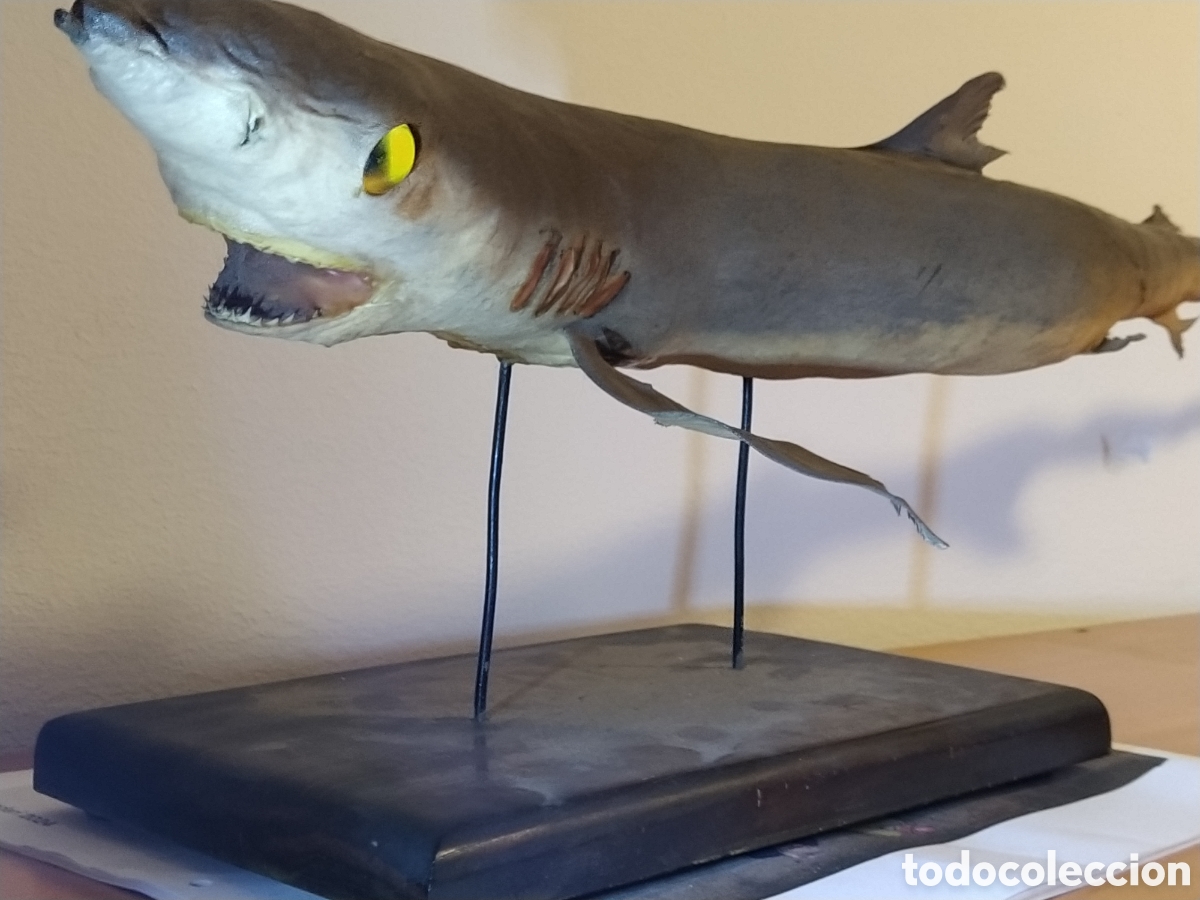 Otros objetos de arte: 2 tiburones Taxidermia - Foto 6