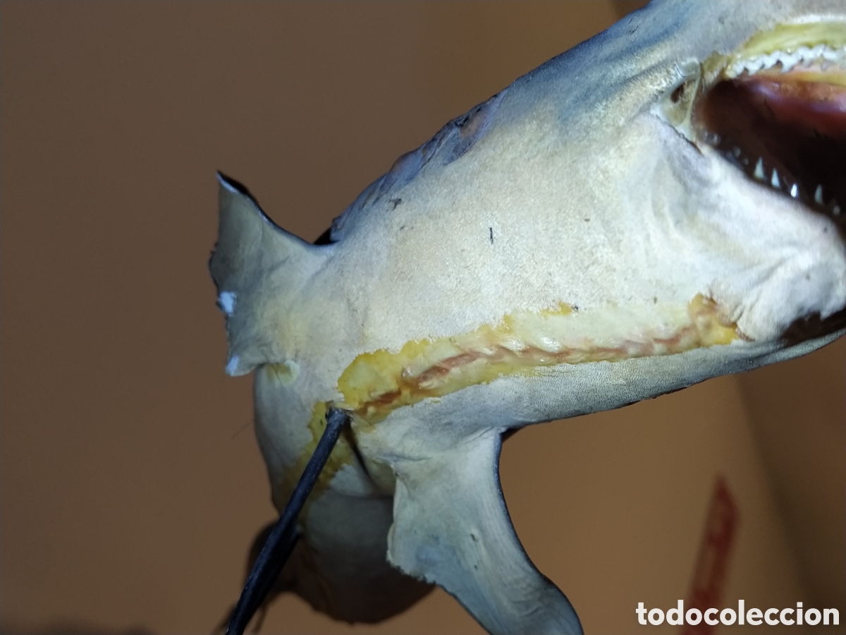Otros objetos de arte: 2 tiburones Taxidermia - Foto 7