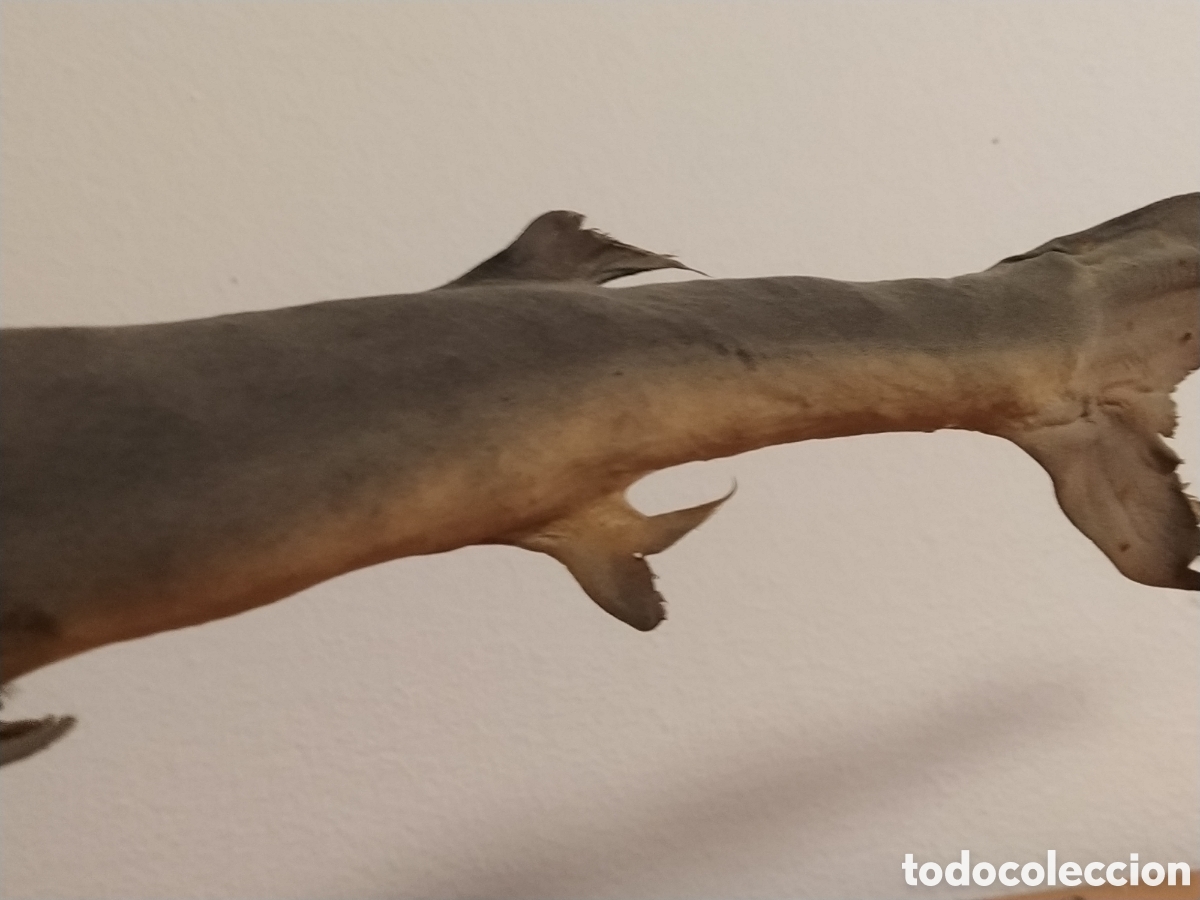 Otros objetos de arte: 2 tiburones Taxidermia - Foto 8