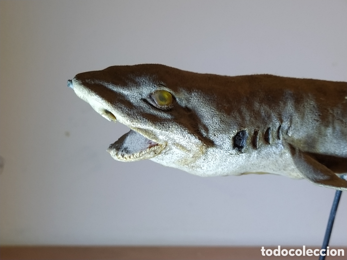 Otros objetos de arte: 2 tiburones Taxidermia - Foto 9
