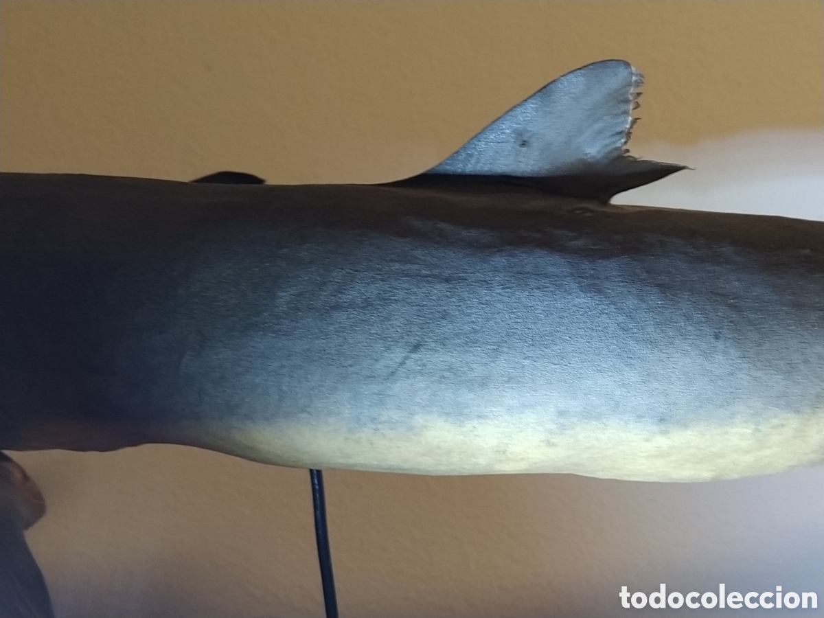 Otros objetos de arte: 2 tiburones Taxidermia - Foto 10
