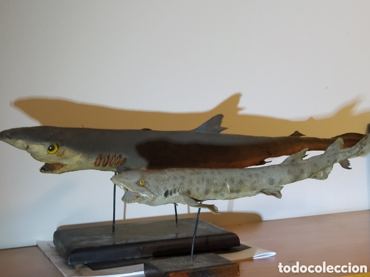 Otros Objetos de Arte: 2 tiburones Taxidermia