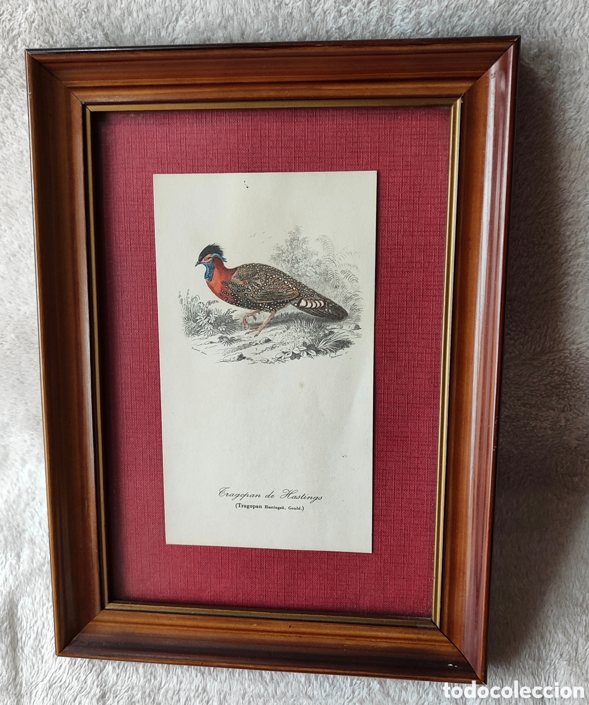 Otros Objetos de Arte: Cuadro Vintage con Ilustraci&oacute;n Cient&iacute;fica de Tragop&aacute;n de Hastings (Gould) &ndash; A&ntilde;os 70