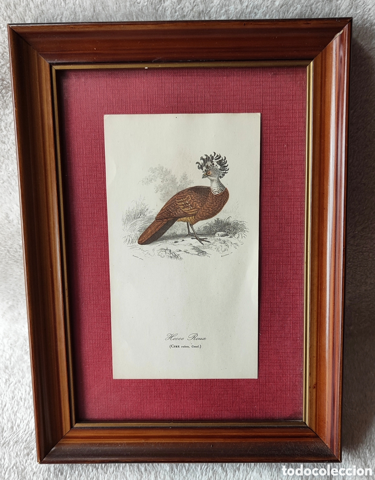 Otros Objetos de Arte: Cuadro Vintage L&aacute;mina Ornitol&oacute;gica Hocco Rubin (Crax rubra) &ndash; Gould &ndash; A&ntilde;os 70