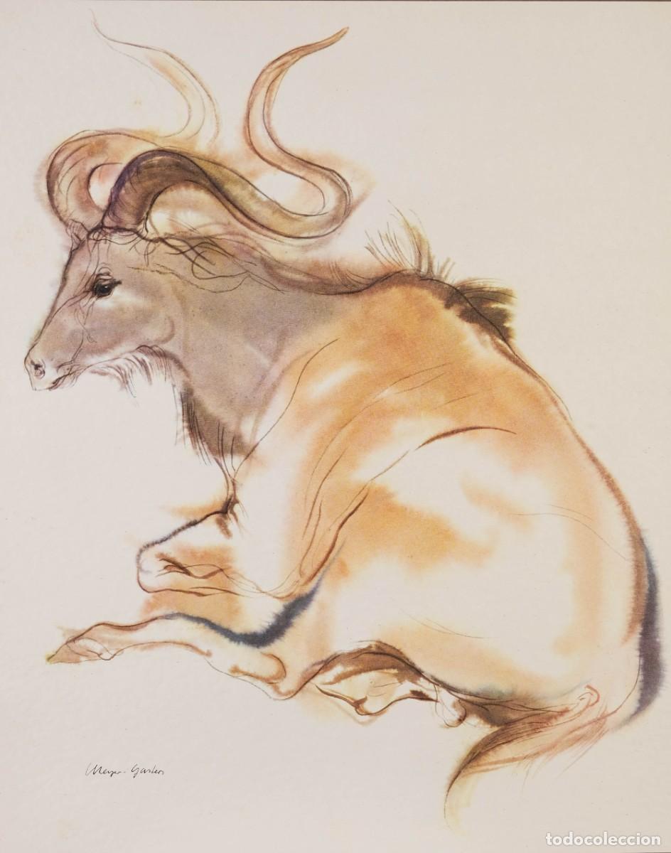 Otros Objetos de Arte: IMPRESI&Oacute;N DIGITAL DE UN MARKHOR