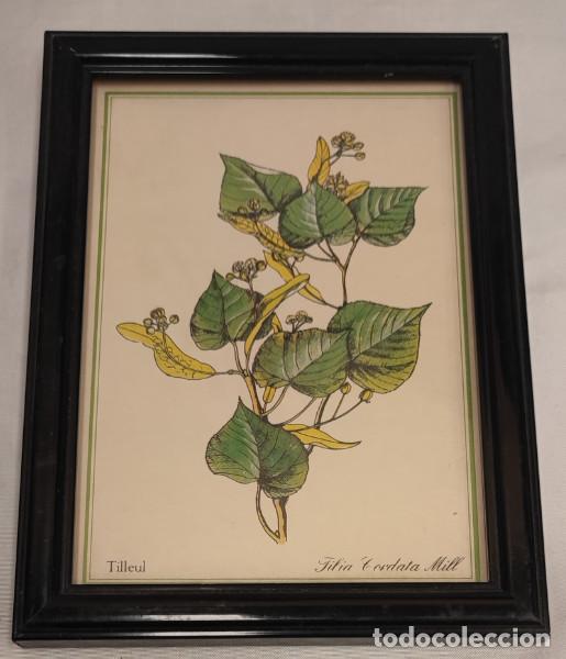 Otros objetos de arte: LITOGRAFIA O SIM. ENMARCADA, PLANTA
