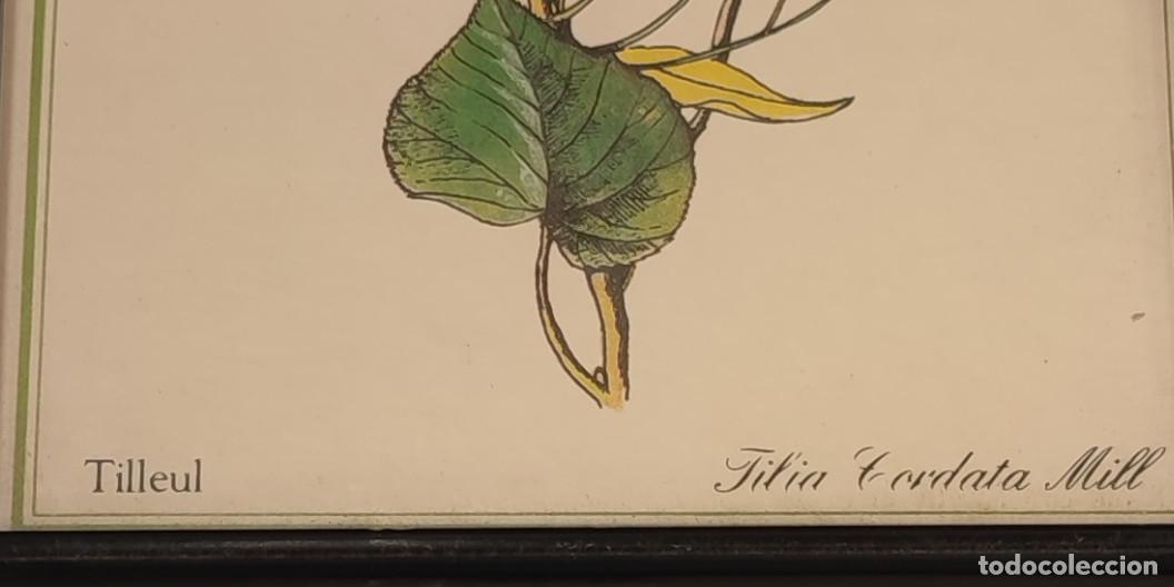 Otros objetos de arte: LITOGRAFIA O SIM. ENMARCADA, PLANTA - Foto 2
