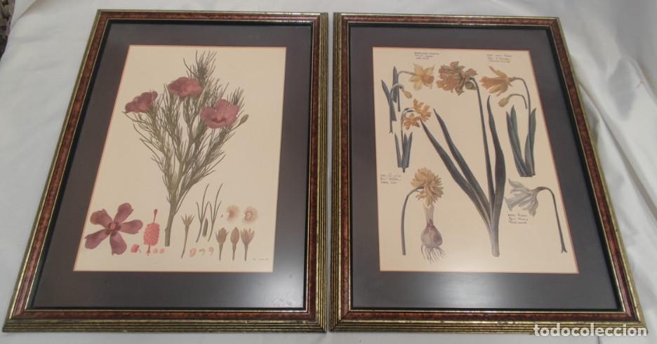 Otros objetos de arte: JUEGO DE 2 CUADROS CON LAMINAS LITOGRAFIAS O SIM. DE PLANTAS