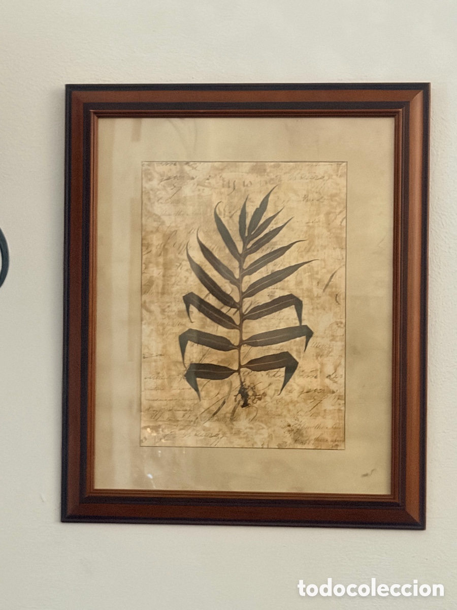 Otros objetos de arte: L&aacute;mina enmarcada &ldquo;Fern II&rdquo; Amy Weaver