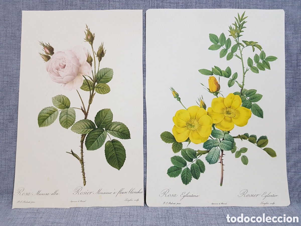 Otros objetos de arte: L&Aacute;MINAS DECORATIVAS ILUSTRACI&Oacute;N BOT&Aacute;NICA CL&Aacute;SICA LAS ROSAS J.P. REDOUT&Eacute;