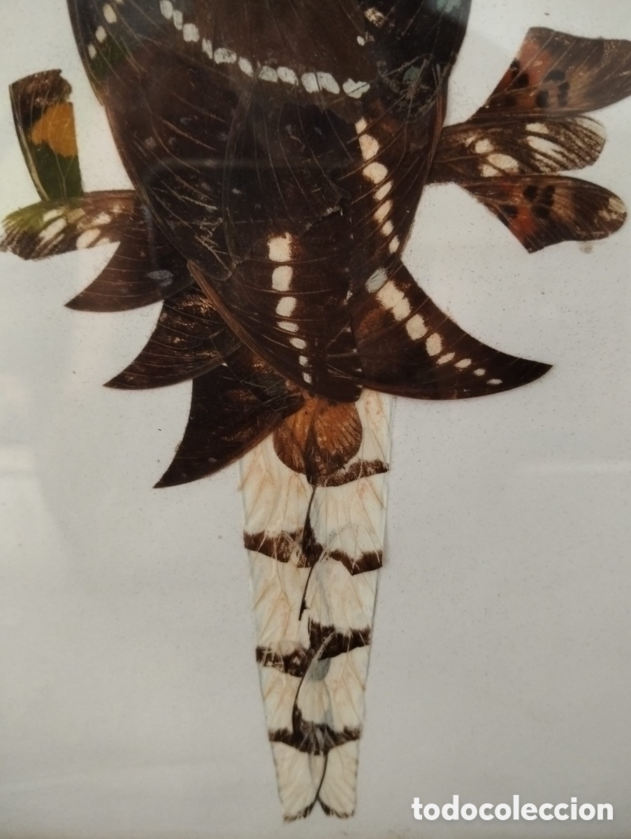 Otros objetos de arte: Cuadro artesanal, hecho con alas de mariposa - Foto 3
