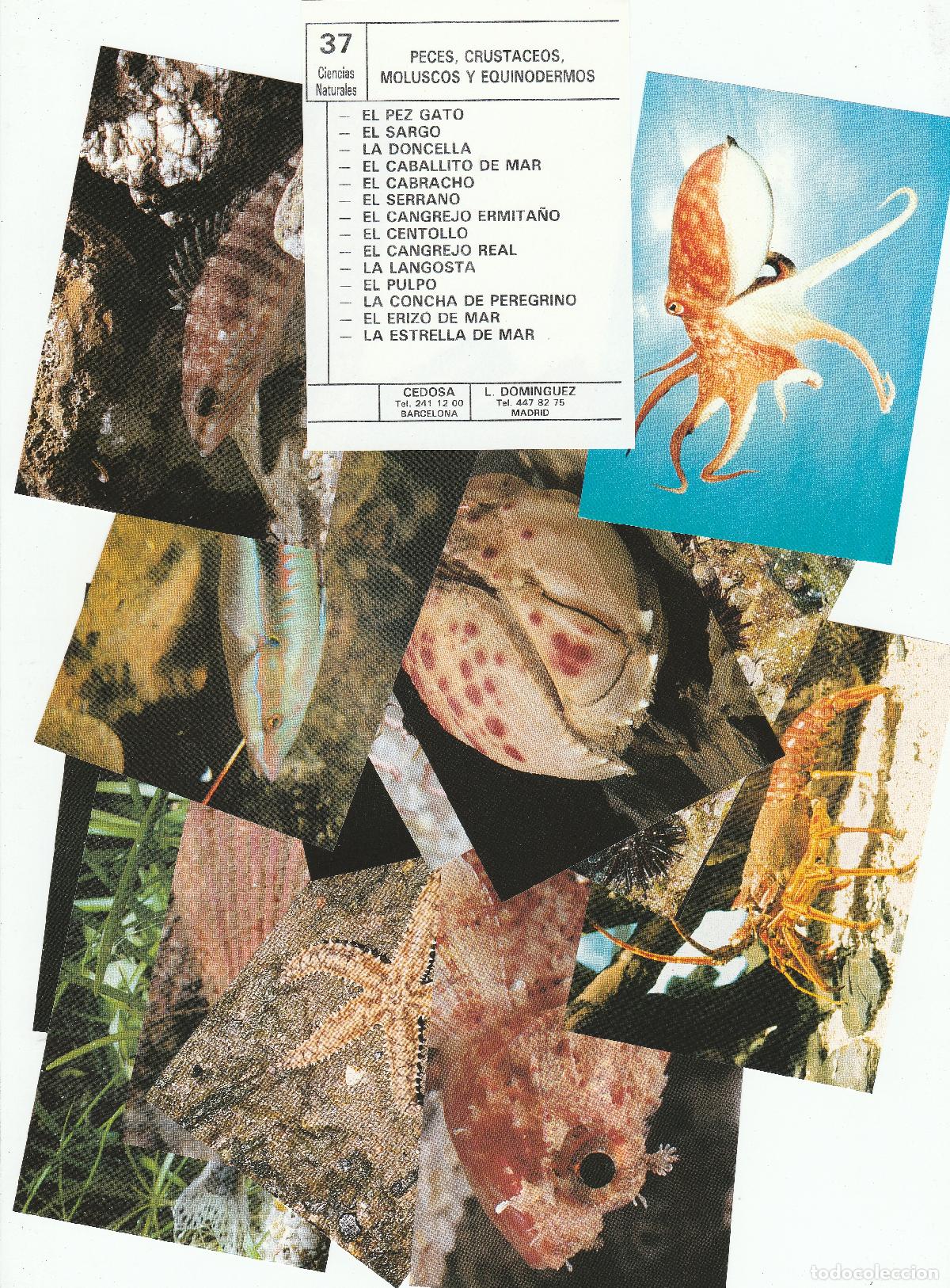 Otros objetos de arte: FICHA /CROMO-CIENCIAS NATURALES-PECES CRUSTACEOS MOLUSCOS EQUINOD-14 IMAGEN-SOBRE N&ordm; 37-CEDOSA-NUEVO