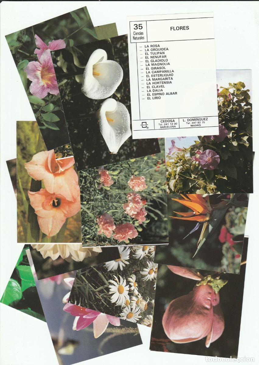 Otros objetos de arte: FICHA /CROMO- CIENCIAS NATURALES - FLORES -15 IMAGEN-SOBRE N&ordm; 35 -CEDOSA- NUEVO