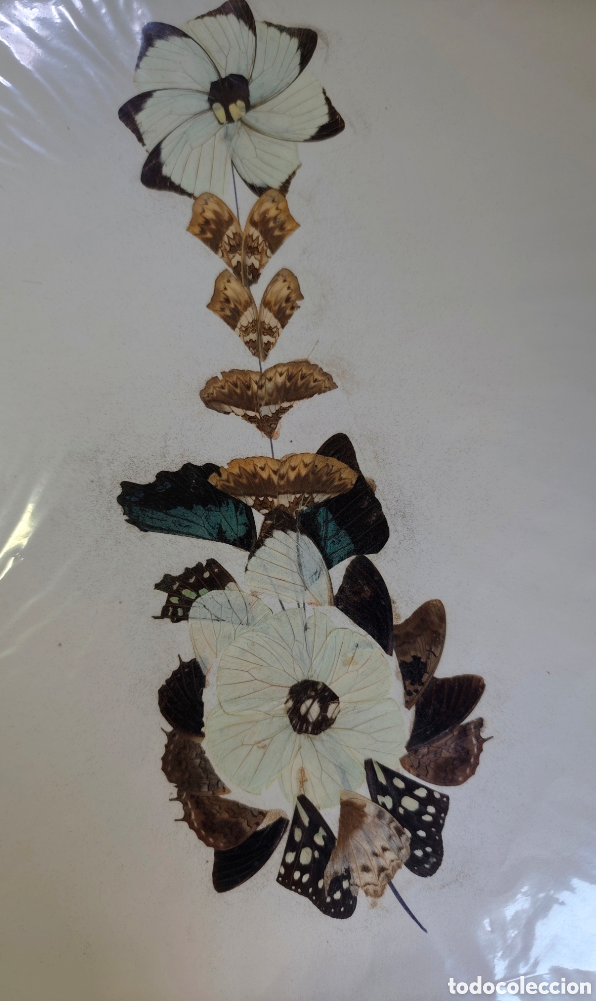 Otros objetos de arte: Lamina collage vintage hecho con alas de mariposa. A&ntilde;os 70