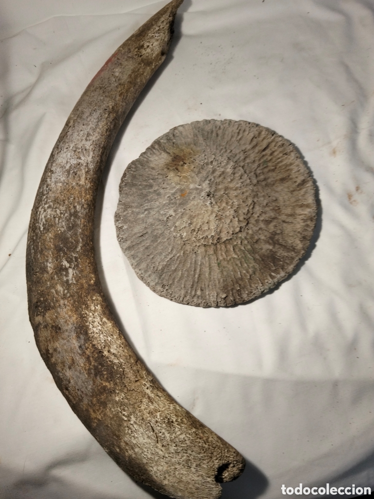 Otros objetos de arte: Costilla y disco de ballena piloto