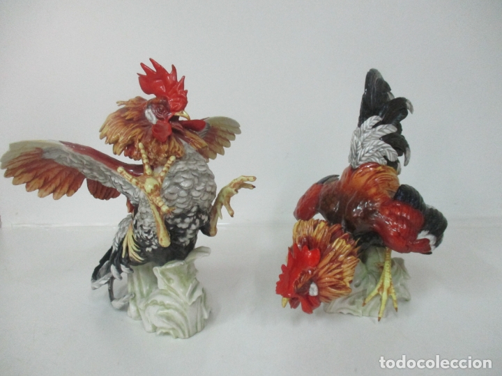 Bonita Pareja De Gallos De Pelea Gallo Porc Verkauft In