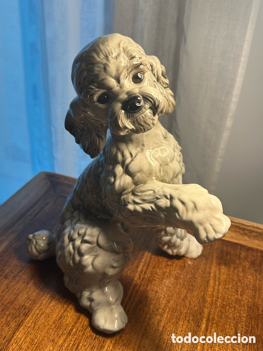 Vintage: Perro caniche levantando la pata - Foto 2