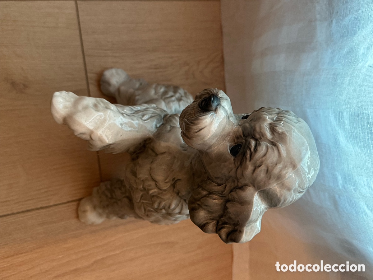 Vintage: Perro caniche levantando la pata - Foto 3