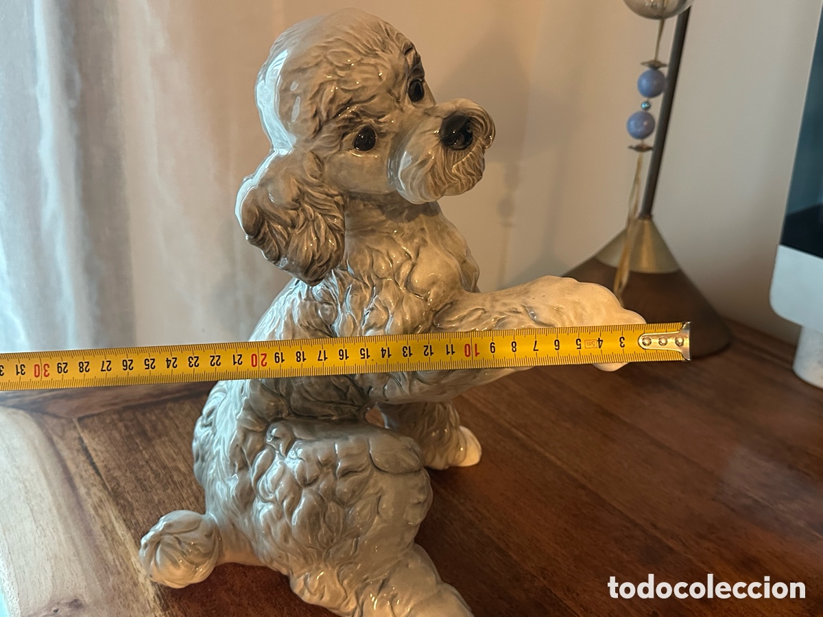 Vintage: Perro caniche levantando la pata - Foto 7