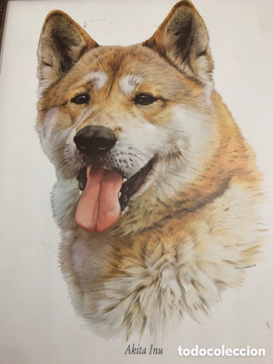 Vintage: Cuadro con foto de perro &ldquo;Akita In&uacute;til&rdquo; - Foto 2