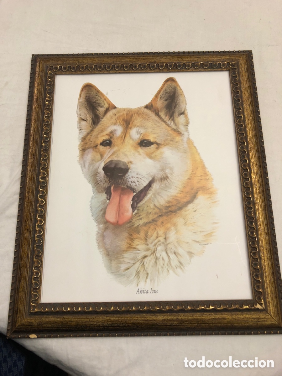 Vintage: Cuadro con foto de perro &ldquo;Akita In&uacute;til&rdquo; - Foto 1