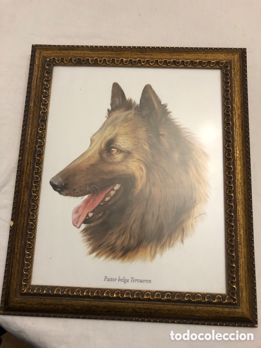 Vintage: Cuadro con cara de perro&rdquo;Pastor Belga Tervueren&rdquo; - Foto 1