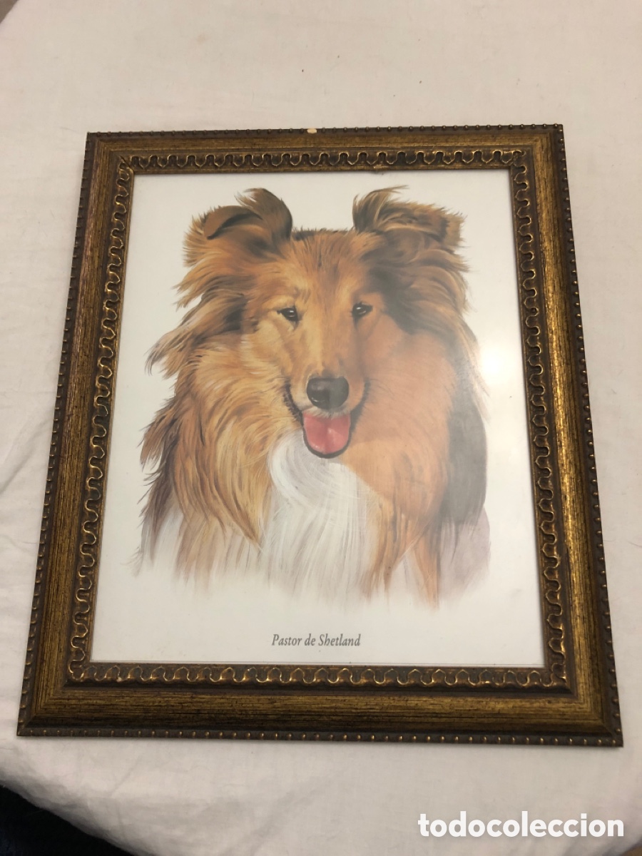 Vintage: Cuadro con figura de perro&rdquo; Pastor de Shetland&rdquo;