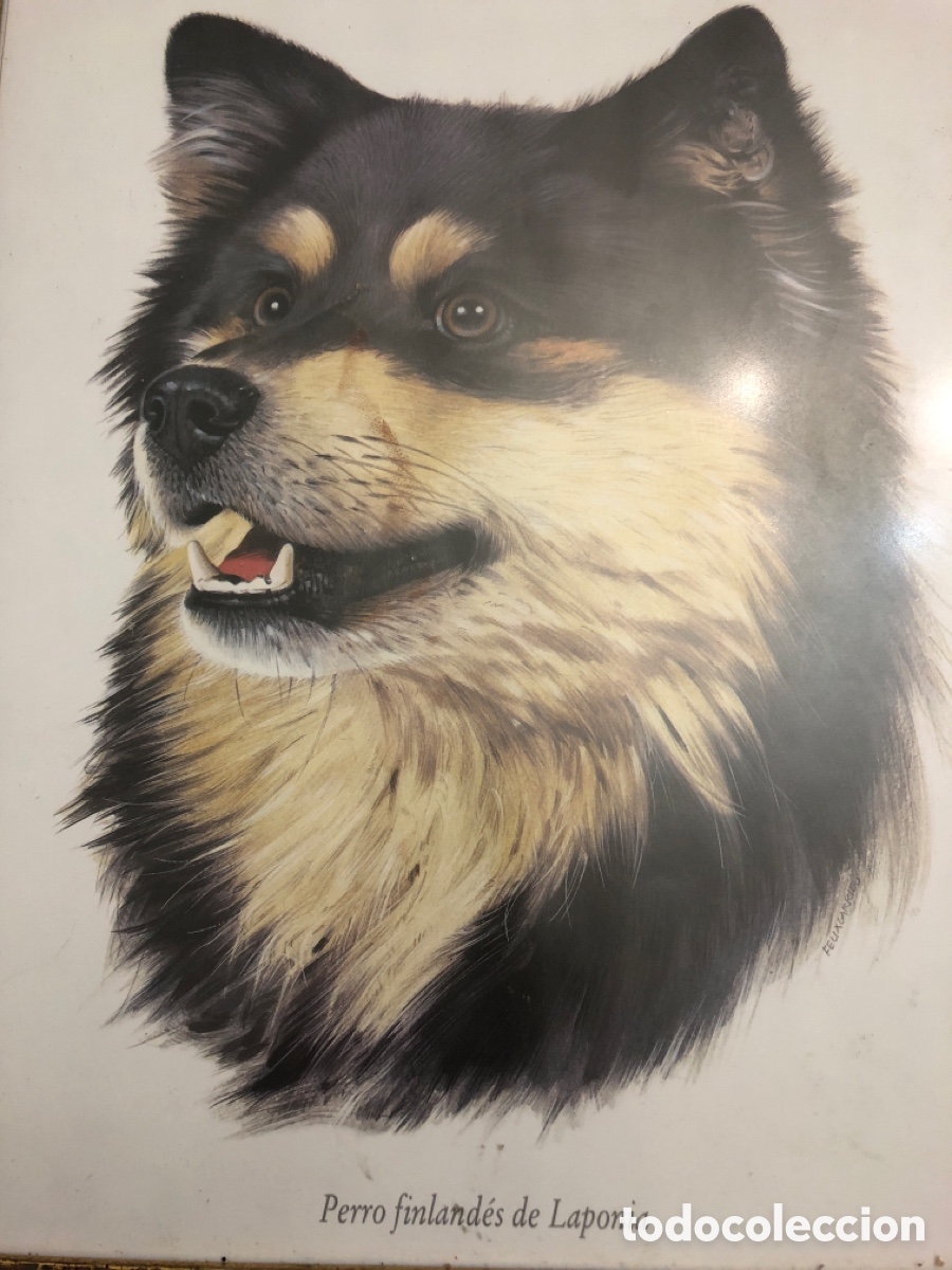 Vintage: Cuadro con cara de perro &ldquo;Perro Finlades de Laponia&rdquo; - Foto 2